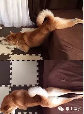 【掌上萍乡】笑多了会怀孕—让你们看看音乐的威力!-怀孕期