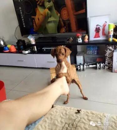 【掌上萍乡】笑多了会怀孕—妹子你淡定!这大庭广众之下…-怀孕期