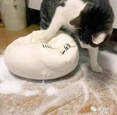 【掌上萍乡】笑多了会怀孕—妹子你淡定!这大庭广众之下…-怀孕期