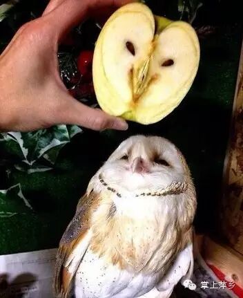 【掌上萍乡】笑多了会怀孕—妹子你淡定!这大庭广众之下…-怀孕期