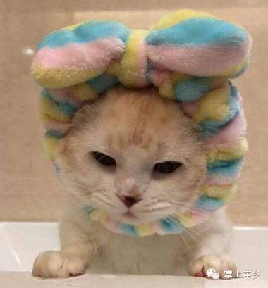 【掌上萍乡】笑多了会怀孕—家里养了两只泰迪,每天都像在看三.级.片似的-怀孕期