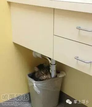 【掌上萍乡】笑多了会怀孕—做个作业至于这个姿势吗!-怀孕期