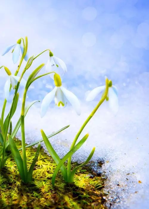 【带你识花】——雪滴花