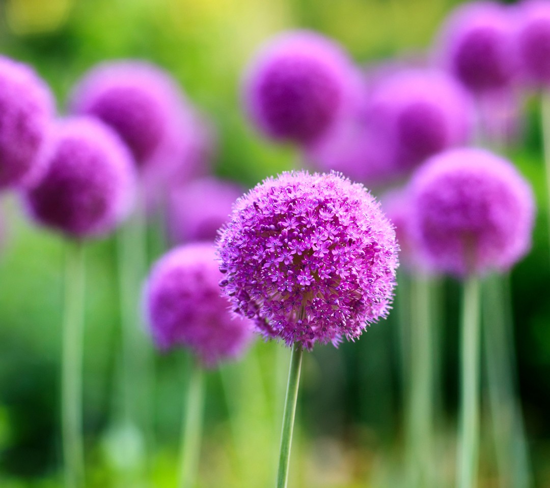 紫蒲公英:呈淡紫色的蒲公英,花语是"完美的爱情",传说谁能找到紫色的