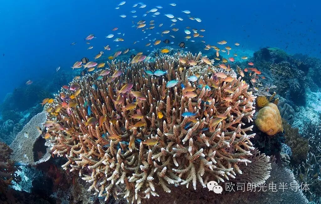 【成功案例】欧司朗助力为珊瑚礁水族馆打造顶级LED照明环境