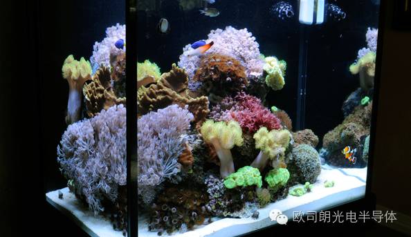 【成功案例】欧司朗助力为珊瑚礁水族馆打造顶级LED照明环境