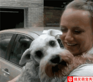 一只雪纳瑞已经长达2年没看到女主人,没想到因为太开心而昏倒