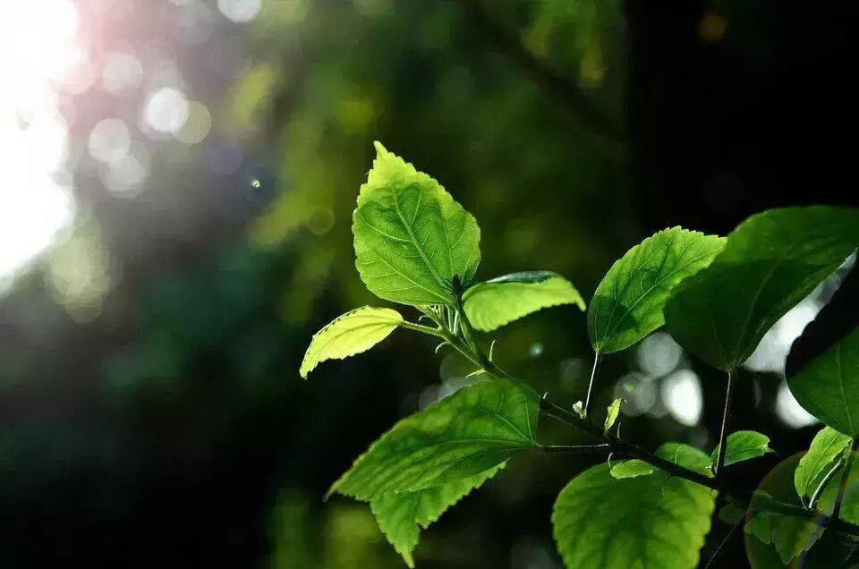 王晓晨‖有温度的月亮(外一首)