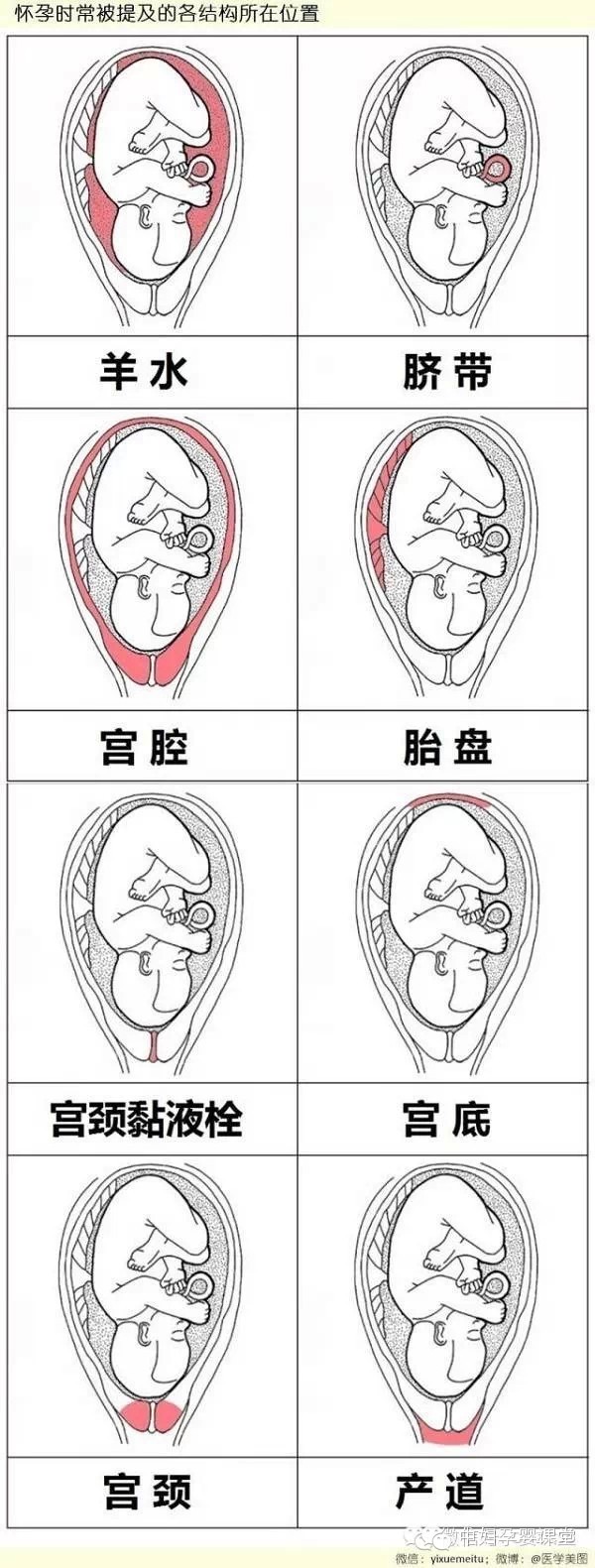 怀孕时常被提及的各结构所在位置