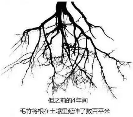 刀哥给我讲了这样一个故事:有一种生长在中国最东边的竹子叫"毛竹"