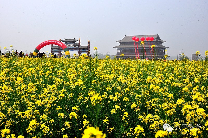 东平第三届油菜花节时间敲定4月12日(图2)