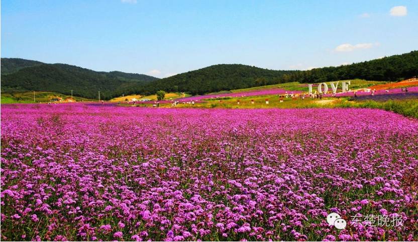 茗山花海