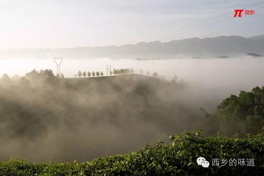 茶山云雾