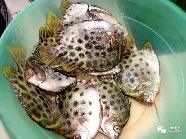 生鱼乌鲳——乌鲳鱼鲤鱼鳗鱼花仙——鲐鱼带柳——带鱼鲈鱼马面鱼