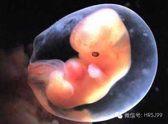 奇妙的孕育历程第十四篇:胎宝宝各器官开始忙碌发育(第七周)一