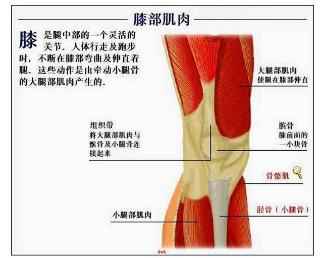 腿部生理结构图