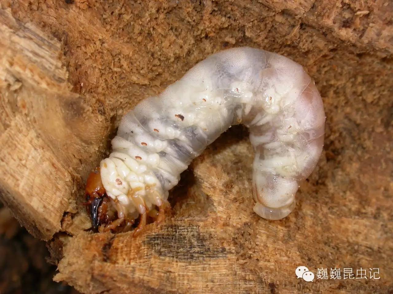 扁锹甲 dorcus titanus的幼虫,在朽木中取食.