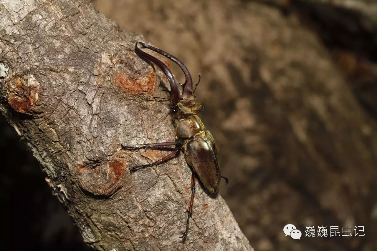 【虫谱大观】锹甲(鞘翅目coleoptera锹甲科lucanidae)