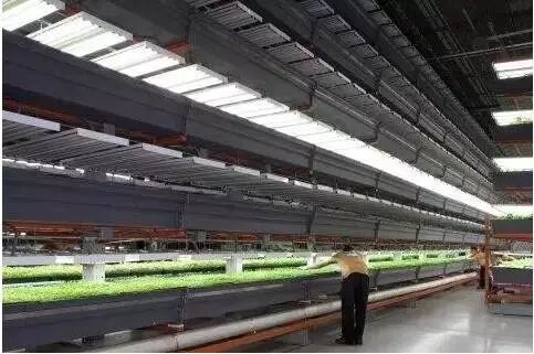 我伙呆，美国把LED植物工厂建成啥样了？