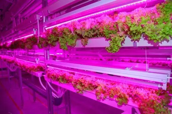 松下首例植物工厂系统问世：紫色LED灯成亮点