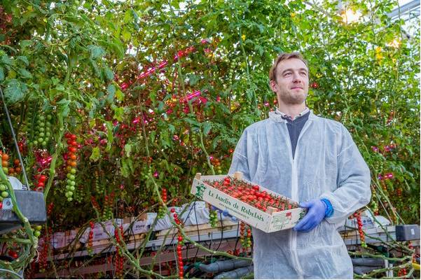 飞利浦照明助力法国番茄种植 年产量増10%