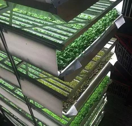世界上最大的垂直农场采用了特殊LED灯光