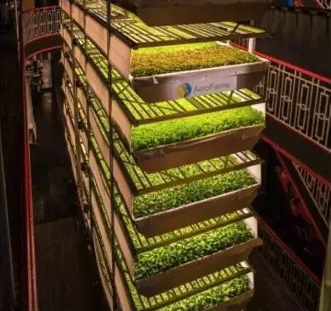 世界上最大的垂直农场采用了特殊LED灯光