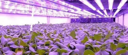 世界上最大的垂直农场采用了特殊LED灯光
