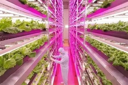 室内垂直农业真的是环境友好型吗？