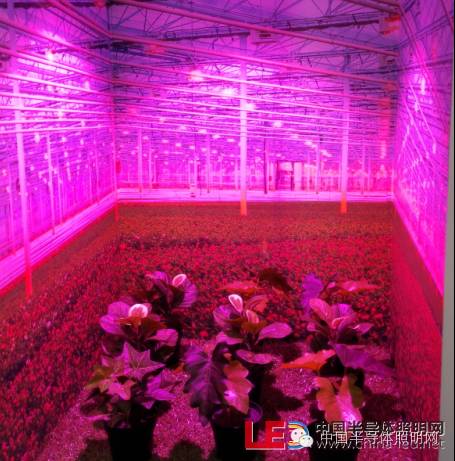 【直击光亚】企业各展所长 细分领域受关注