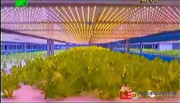 三安集团拟70亿元投LED植物照明工厂 年产值或达80多亿元