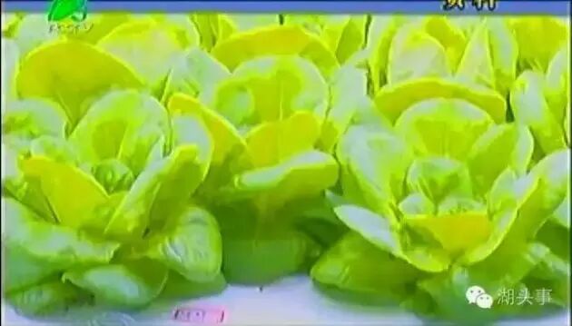 三安集团拟70亿元投LED植物照明工厂 年产值或达80多亿元