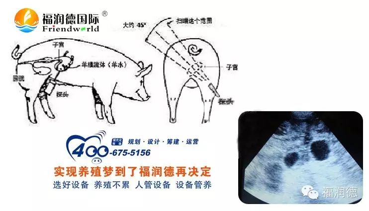 致富养猪场红包版_致富经养猪_致富养猪场下载