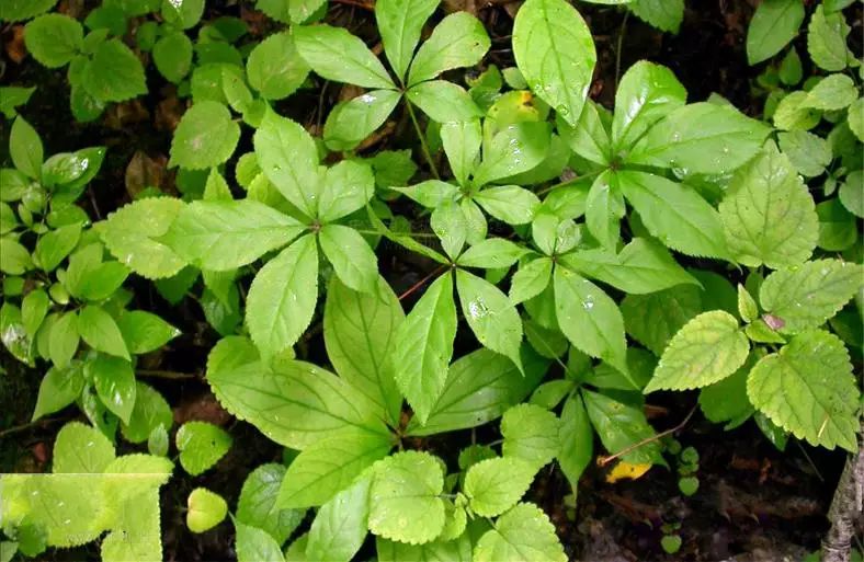 [转载]十种可以抗癌的野菜建议收藏!