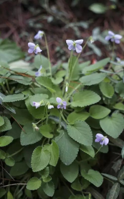 【七星莲】 堇菜科 violaceae >> 堇菜属 viola 一直挺喜欢拍堇菜