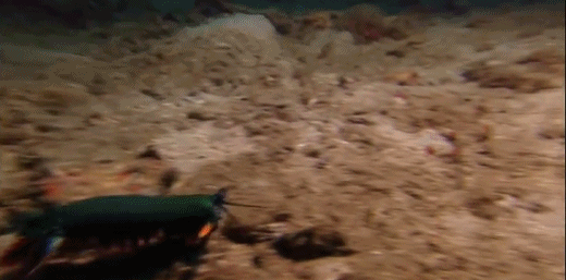 除了椒盐清蒸水煮麻辣之外,你所不知道的皮皮虾