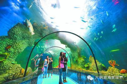 海底隧道是海底世界的精彩之处,头顶是湛蓝湛蓝的海水和成群结队、绚丽多彩的鱼群;头顶时而游过一只正在飞翔的鳐鱼,时而一只美丽的海龟游过你的头顶,回过头突然看见鲨鱼正在你身后向你游来,还有包公鱼、圆燕鱼、玳瑁、护士鲨、银鲳鱼围绕在身边,让你仿佛身处浩瀚神奇的海底深处。