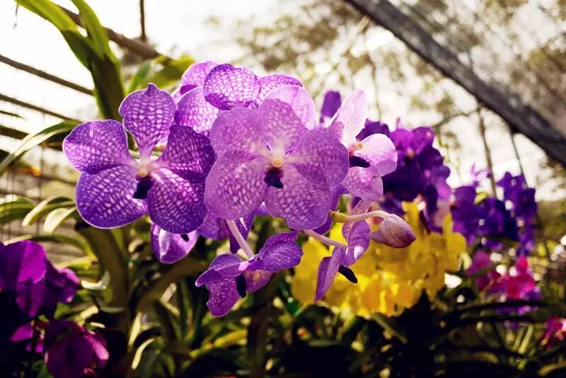 徐州到泰国旅游