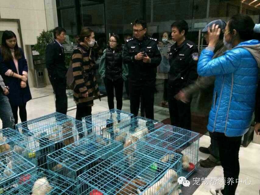 上海宠物救助领养网是诈骗团伙！