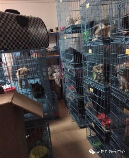 上海宠物救助领养网是诈骗团伙！