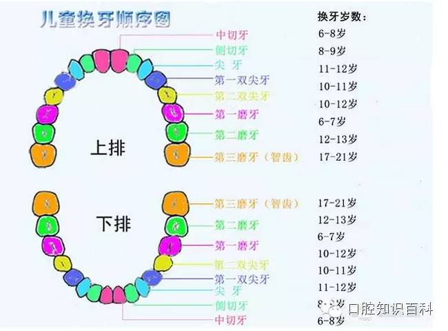 儿童换牙顺序图28颗_儿童顺序换牙的图片_儿童换牙齿的顺序不对