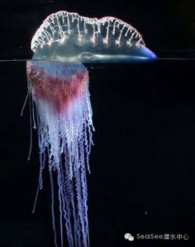 三,箱水母(box jellyfish)