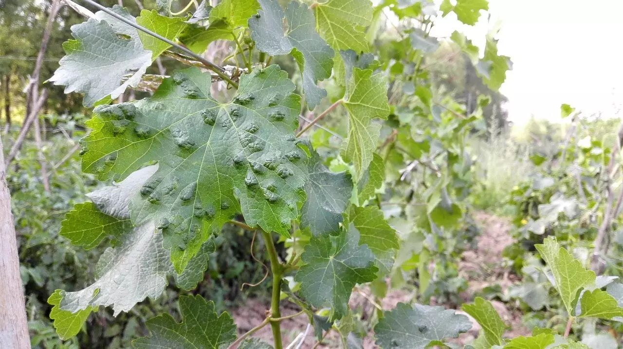 有种常见病，叫做“期望没病”