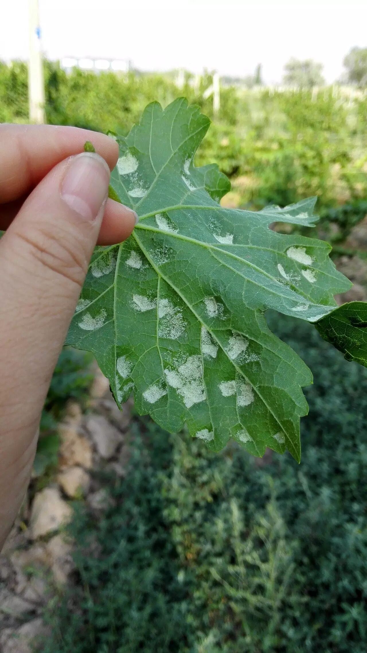 有种常见病，叫做“期望没病”