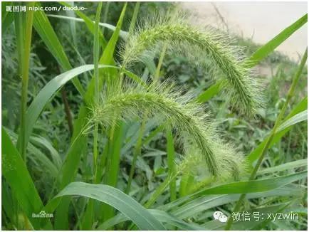 治痈肿,疮癣,赤眼 狗尾巴草适应性强,在中国分布广泛,具有一定的