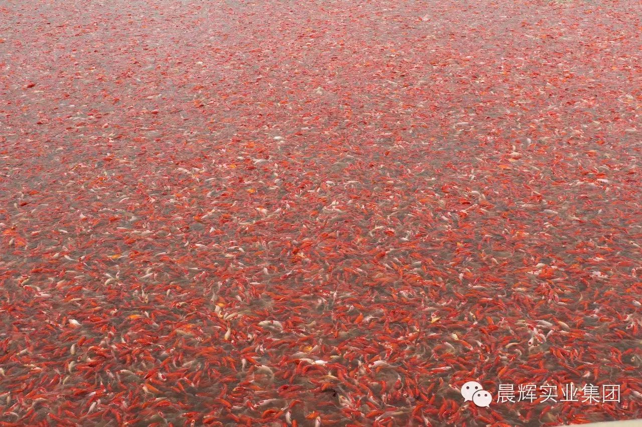 带你走进天津市金水族水产养殖基地一