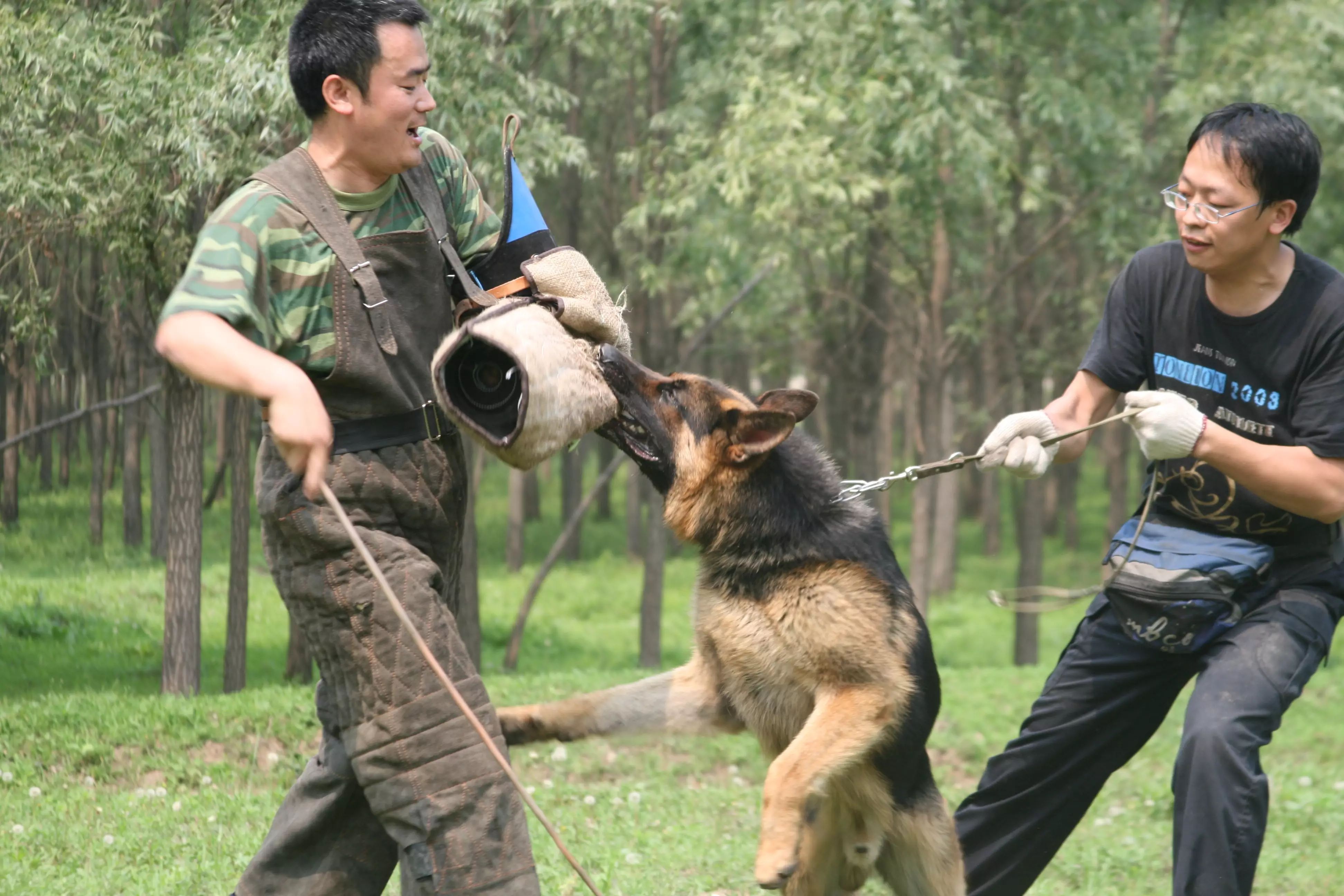 看警犬表演☆ 学训犬技能!周末跟我走, 绝对长见识!