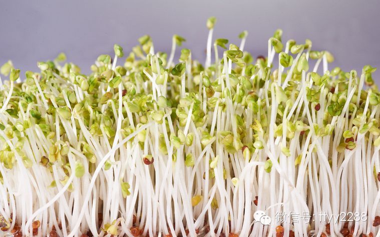 春天常吃这11种蔬菜可补足阳气 - 亮麗 - 亮麗的博客 春天常吃这11种蔬菜可补足阳气 - 亮麗 - 亮麗的博客