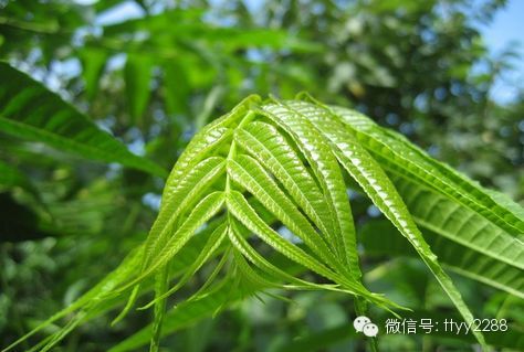 春天常吃这11种蔬菜可补足阳气 - 亮麗 - 亮麗的博客 春天常吃这11种蔬菜可补足阳气 - 亮麗 - 亮麗的博客