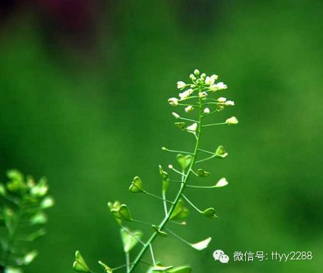 春天常吃这11种蔬菜可补足阳气 - 亮麗 - 亮麗的博客 春天常吃这11种蔬菜可补足阳气 - 亮麗 - 亮麗的博客